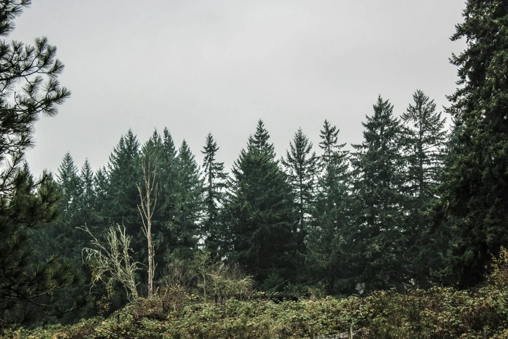 Τα ελληνικά ελατοδάση επέζησαν από τις δασικές πυρκαγιές – Τώρα κάτι άλλο τα «σκοτώνει»