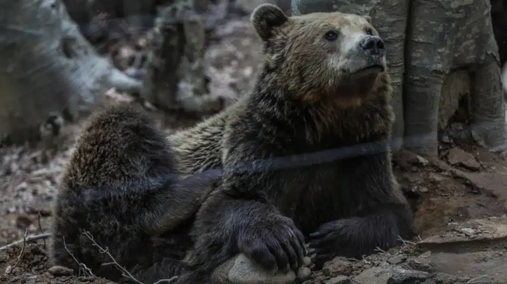 Νυμφαίο: Σε χειμέριο λήθαργο οι αρκούδες του Αρκτούρου – Φυσικές φωλιές επέλεξαν τα θηλυκά