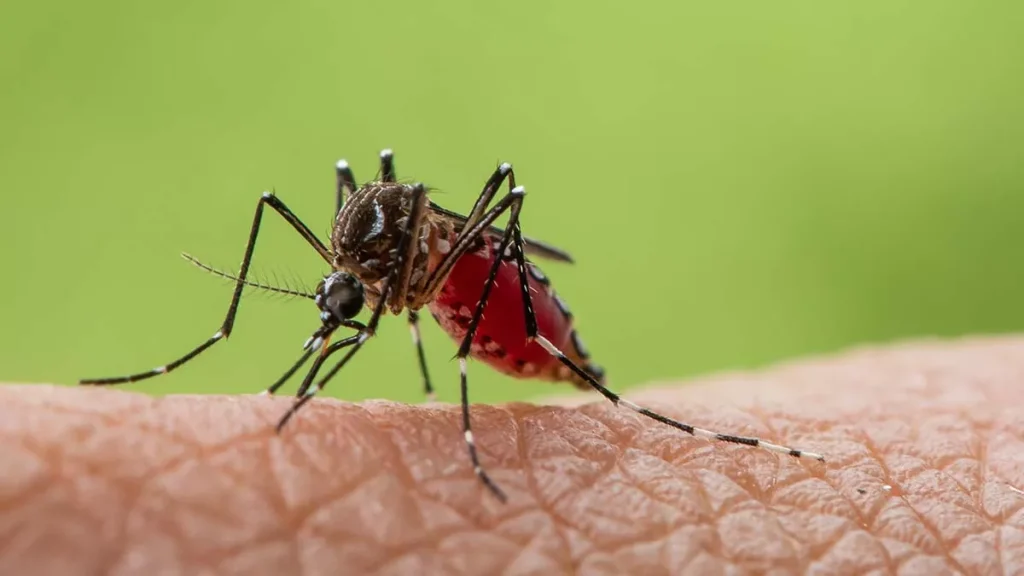 Κουνούπια και κλιματική αλλαγή: Γιατί μένουν περισσότερο, εξαπλώνονται ταχύτερα και αυξάνουν τους κινδύνους για τη δημόσια υγεία