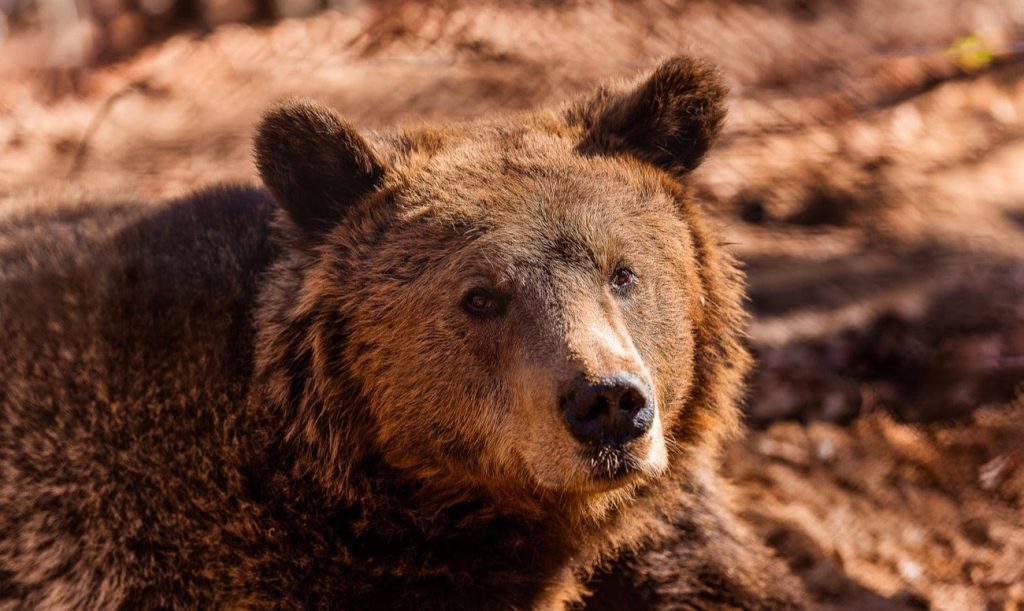 Έρευνα «Αρκτούρου»: Αυξήθηκαν οι αρκούδες στην Ελλάδα, αλλά όχι οι ζημιές που προκαλούν