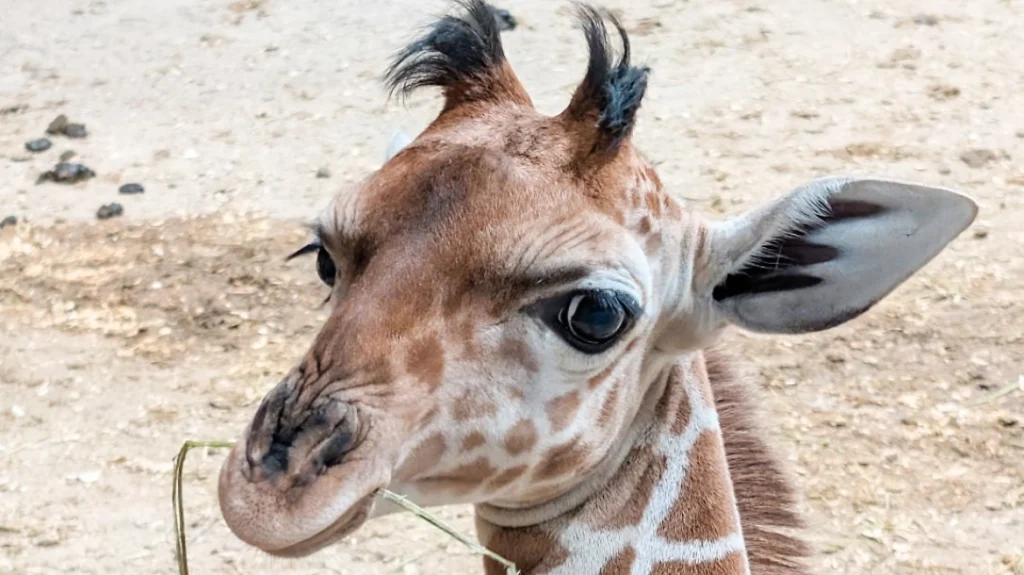 Μικρή καμηλοπάρδαλη σε ζωολογικό κήπο των ΗΠΑ κλέβει καρδιές: Η χαρακτηριστική τούφα που την έκανε viral, δείτε εικόνες