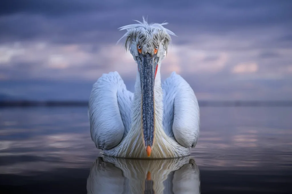 Ο αργυροπελεκάνος της λίμνης Κερκίνης που ξεχώρισε το National Geographic