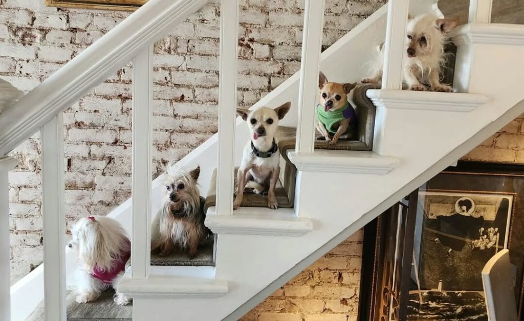 Ένας influencer υιοθετεί μόνο ηλικιωμένους σκύλους – 5 λόγοι που η ζωή μαζί τους είναι πραγματικά υπέροχη Ένας influencer υιοθετεί μόνο ηλικιωμένους σκύλους – 5 λόγοι που η ζωή μαζί τους είναι πραγματικά υπέροχη