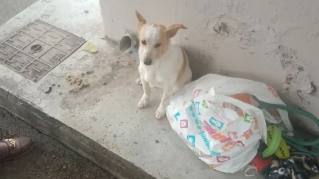 Εγκατέλειψαν σκυλάκι σε στάση λεωφορείου στη Λεμεσό μαζί με τα παιχνίδια του, δείτε το βίντεο που ραγίζει καρδιές
