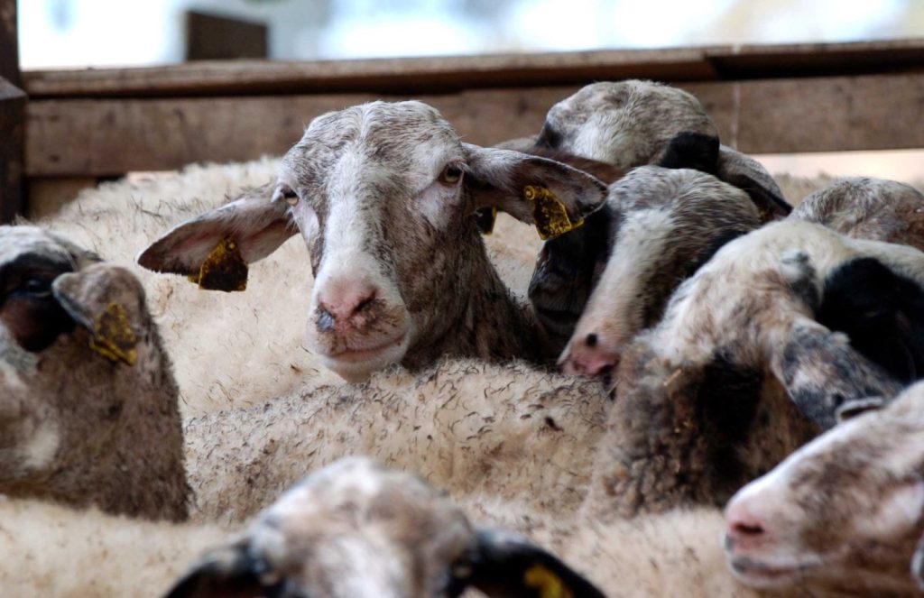 Αφθώδης πυρετός: Xιλιάδες πασχαλινά αρνιά εκτός αγοράς και χάος με το γάλα – Η τέλεια καταιγίδα για την κτηνοτροφία