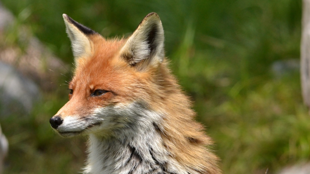 Ταξιδιάρα αλεπού μπήκε κρυφά σε πλοίο στην Αγγλία και έφτασε στη Νέα Υόρκη
