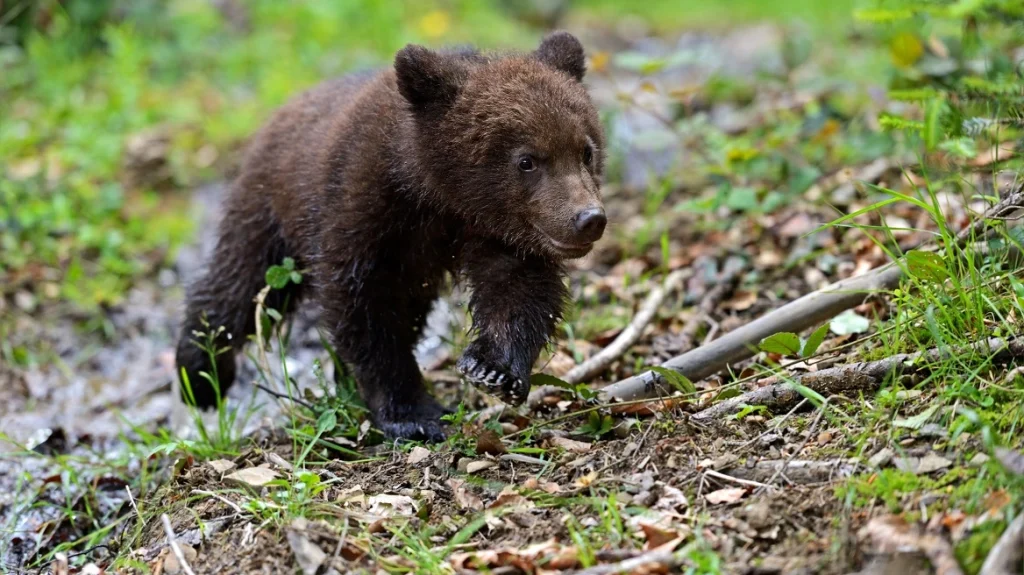 Αυτοκίνητο παρέσυρε και σκότωσε αρκουδάκι έξω από το Δροσερό Κοζάνης Αυτοκίνητο παρέσυρε και σκότωσε αρκουδάκι έξω από το Δροσερό Κοζάνης