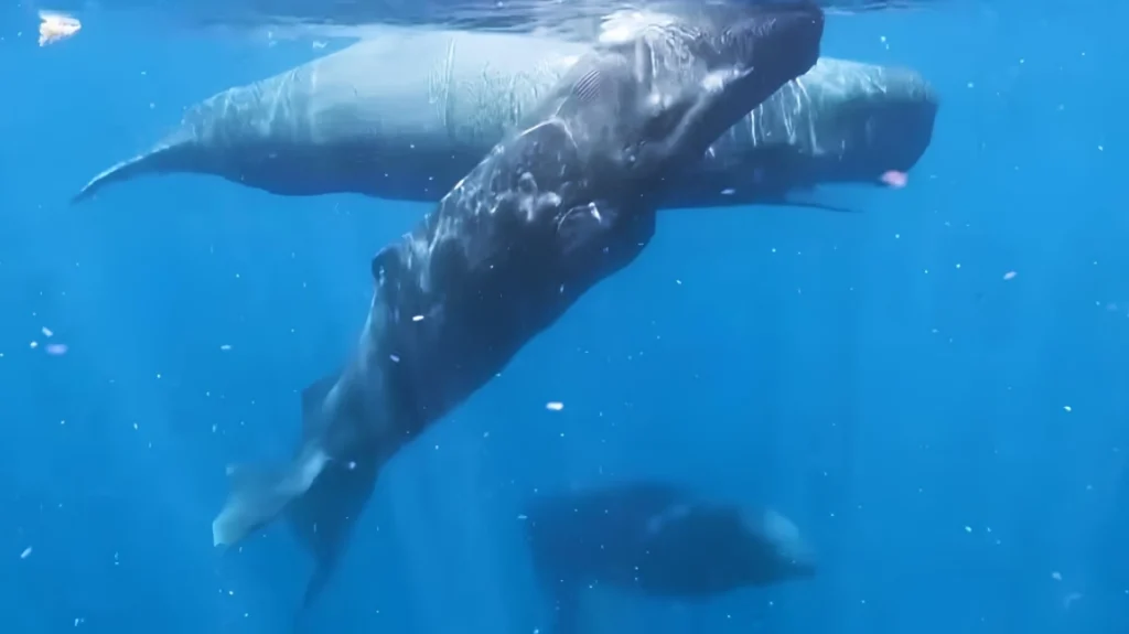 Η στιγμή που θηλυκές φάλαινες συνεργάζονται κατά τη διάρκεια γέννας για να προστατεύσουν νεογέννητο, δείτε βίντεο