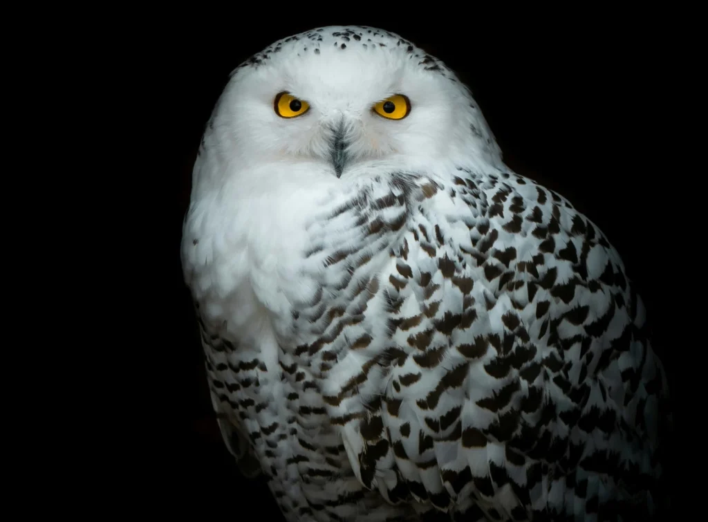 Η «κουκουβάγια του Χάρι Πότερ» ανάμεσα στα 40 νέα αποδημητικά είδη υπό διεθνή προστασία του ΟΗΕ