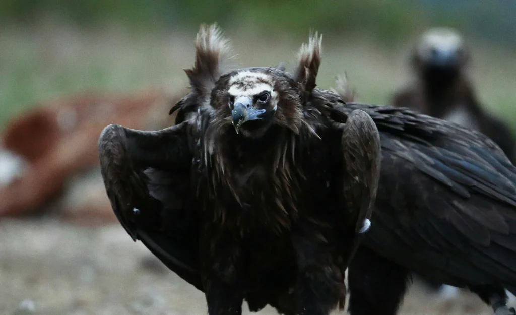 Οι πρώτοι μαυρογύπες για το 2026 γεννήθηκαν στο δάσος της Δαδιάς