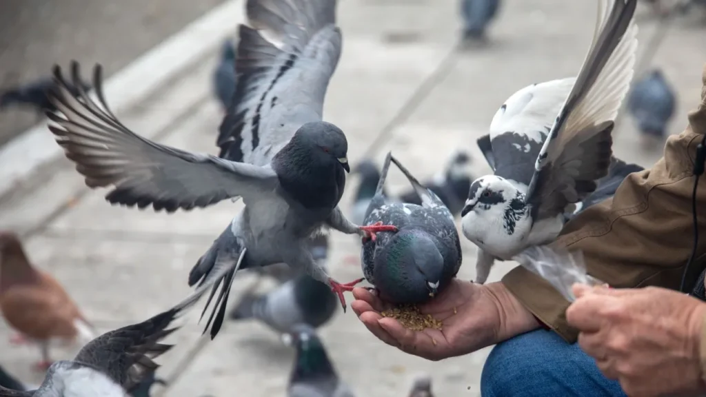 Αλεξανδρούπολη: Πανελλήνιο πρωτάθλημα… 5.800 ταξιδιωτικών περιστεριών – Πώς βρίσκουν το δρόμο τους