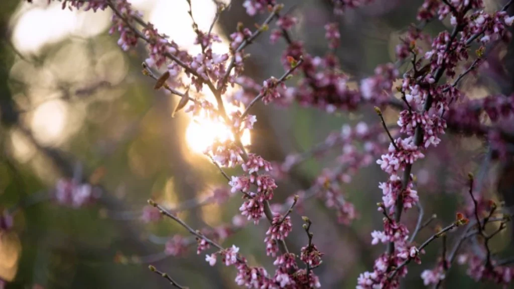 Ανοιξιάτικο σκηνικό με θερμοκρασία μέχρι 23 βαθμούς – Η πρόγνωση μέχρι την Πέμπτη