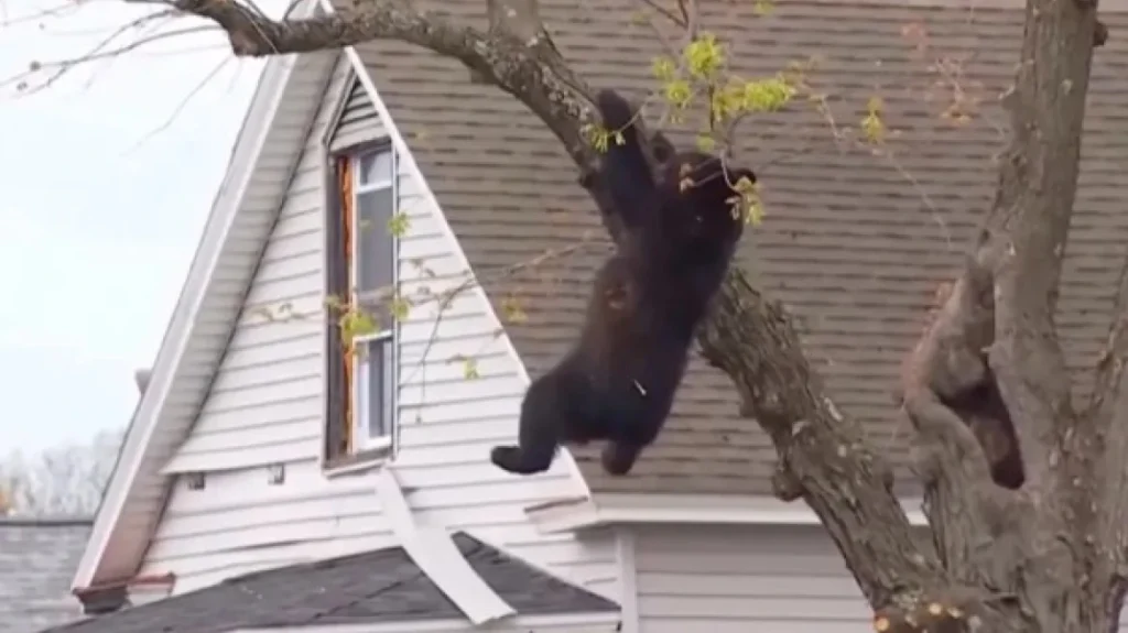 Aρκουδάκι ανέβηκε σε δέντρο στη Νέα Υόρκη και… δεν έλεγε να κατέβει, δείτε βίντεο