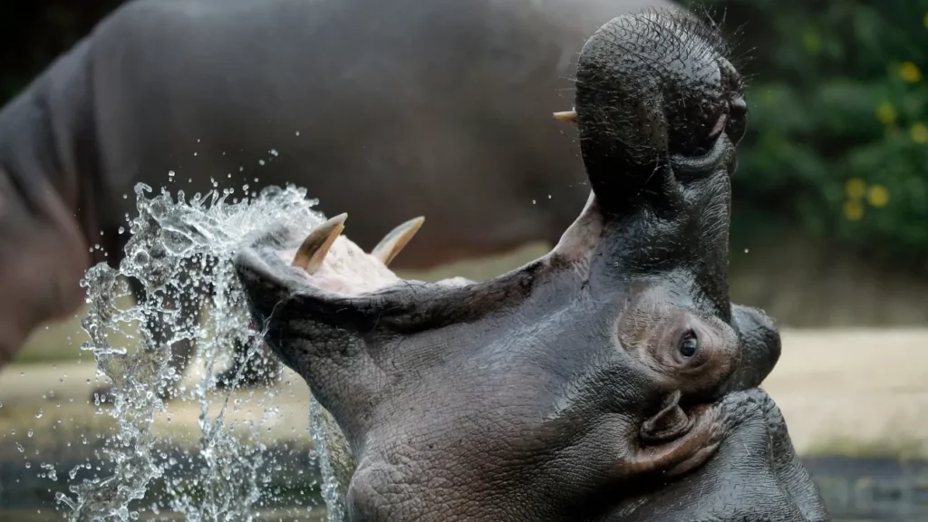 Τη μαζική θανάτωση ιπποπόταμων «κοκαΐνης» του Εσκομπάρ αποφασίζει η Κολομβία