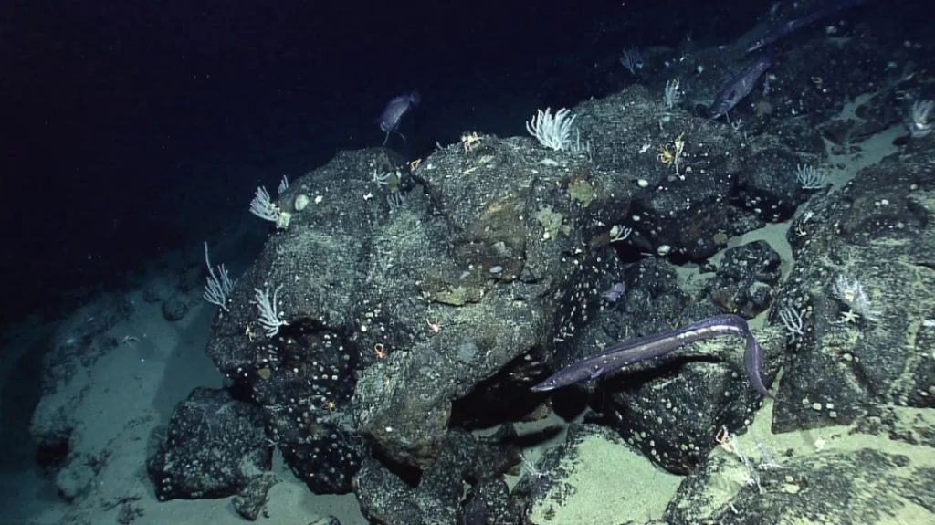 Η NASA χαρτογράφησε τον βυθό της Γης από το διάστημα και ανακάλυψε άγνωστα στοιχεία που αλλάζουν τα δεδομένα Η NASA χαρτογράφησε τον βυθό της Γης από το διάστημα και ανακάλυψε άγνωστα στοιχεία που αλλάζουν τα δεδομένα