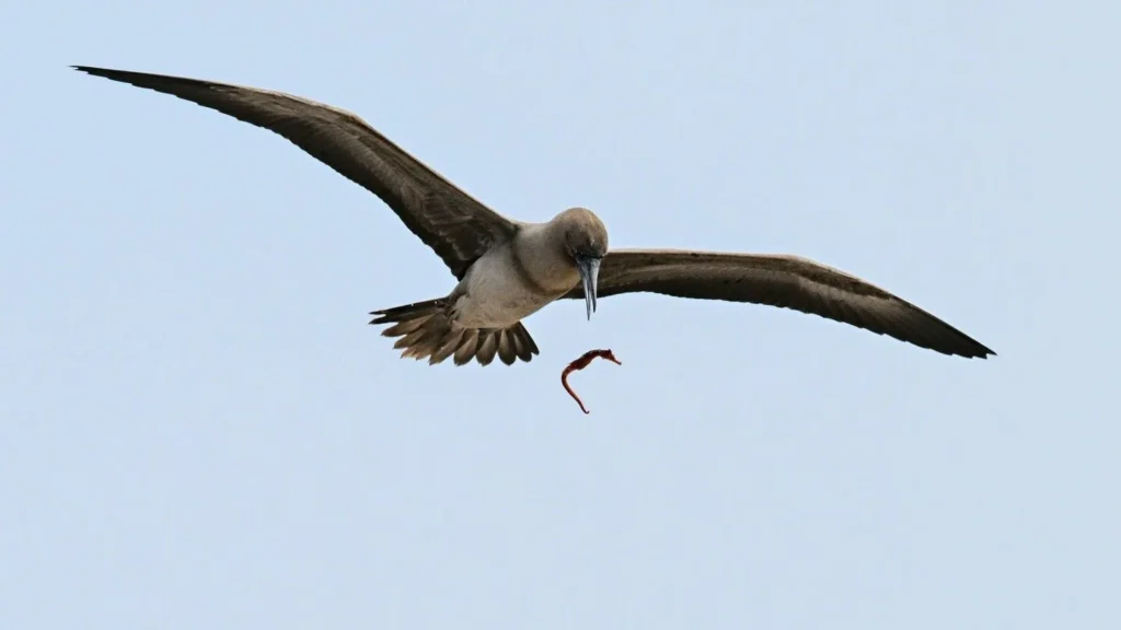 National Geographic: Σπάνιο στιγμιότυπο στον «αέρα» – «Δεν το έχω ξαναδεί» λέει φωτογράφος