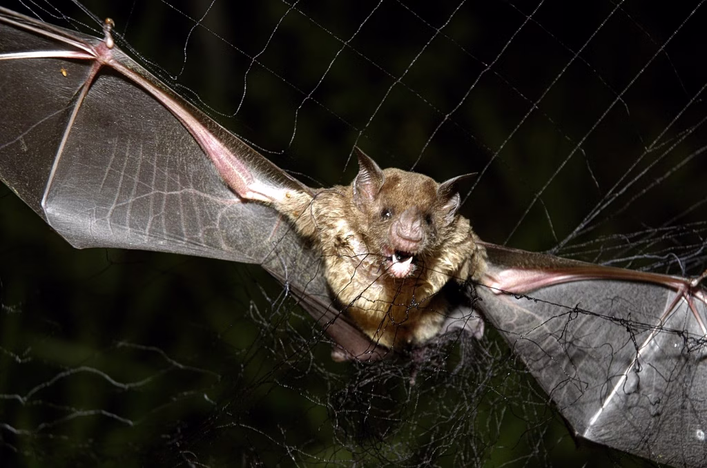 Συναγερμός στη Νότια Αμερική: Η «νόσος ζόμπι» εξαπλώνεται μέσω νυχτερίδων και προκαλεί ανησυχία Συναγερμός στη Νότια Αμερική: Η «νόσος ζόμπι» εξαπλώνεται μέσω νυχτερίδων και προκαλεί ανησυχία