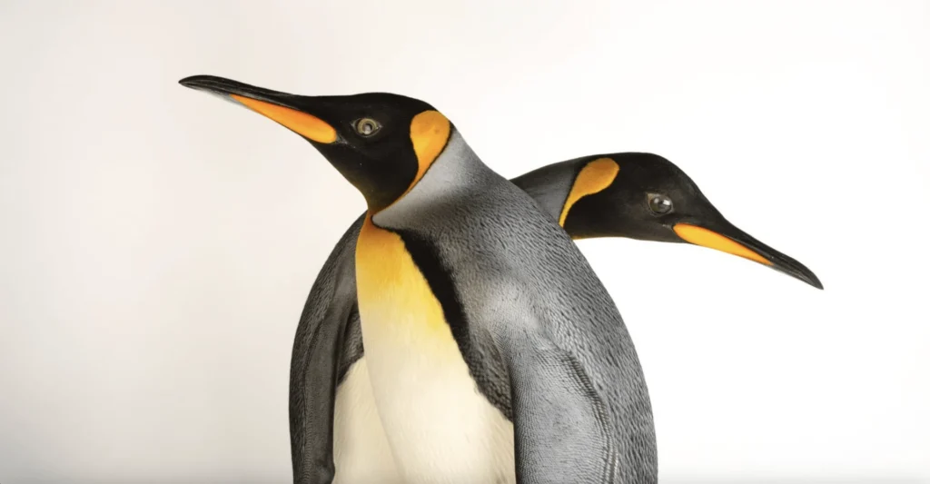 Οι αυτοκρατορικοί πιγκουίνοι θεωρούνται πλέον απειλούμενο είδος