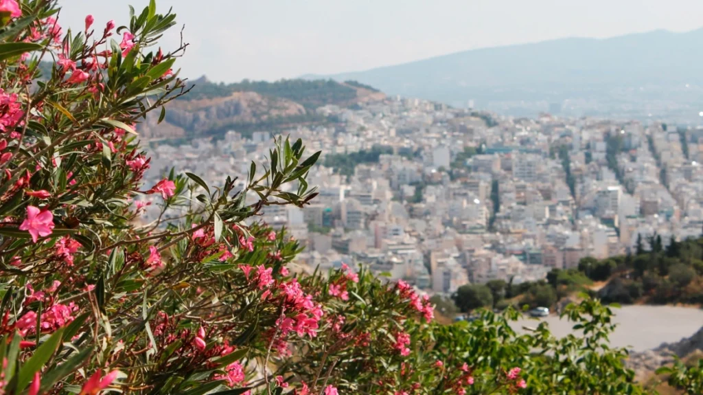 Πόλεμος για το «ξήλωμα» της πικροδάφνης από σχολεία, πεζοδρόμια και πλατείες – Αντιδρούν περιβαλλοντολόγοι, επιμένουν οι γιατροί