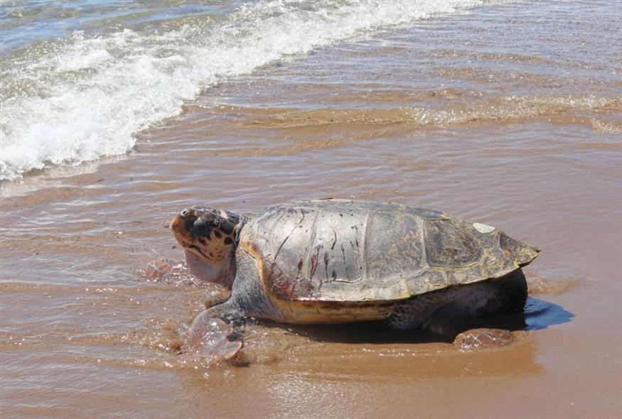 Δύο χρόνια αφοσίωσης και δύναμης: Ο Έβερεστ επέστρεψε στο σπίτι του Δύο χρόνια αφοσίωσης και δύναμης: Ο Έβερεστ επέστρεψε στο σπίτι του