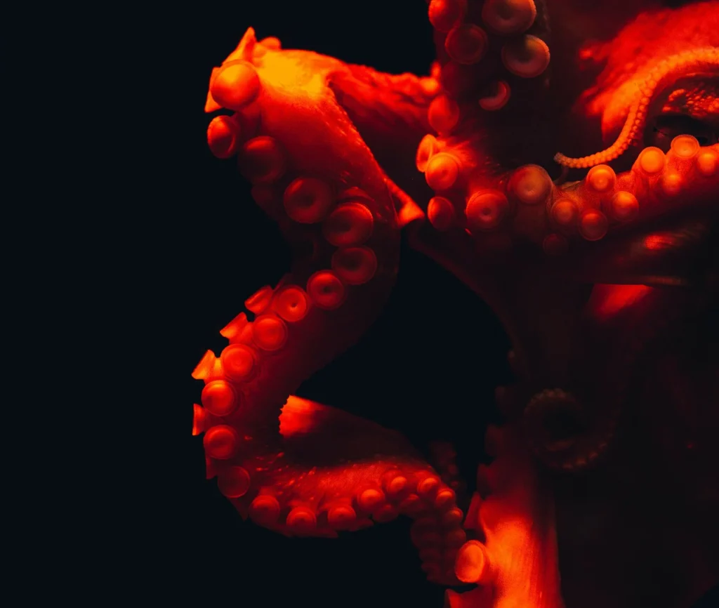 Τα αρσενικά χταπόδια χρησιμοποιούν ένα ειδικό πλοκάμι για να ζευγαρώσουν Τα αρσενικά χταπόδια χρησιμοποιούν ένα ειδικό πλοκάμι για να ζευγαρώσουν