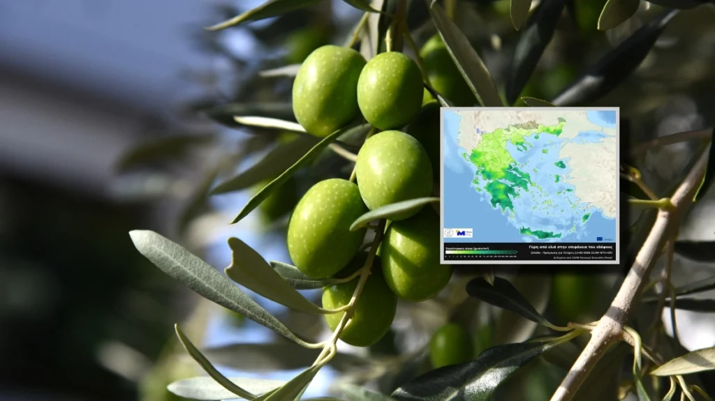 Meteo: Αυξημένες συγκεντρώσεις γύρης ελιάς στην ατμόσφαιρα σε πολλές περιοχές της χώρας, δείτε χάρτη