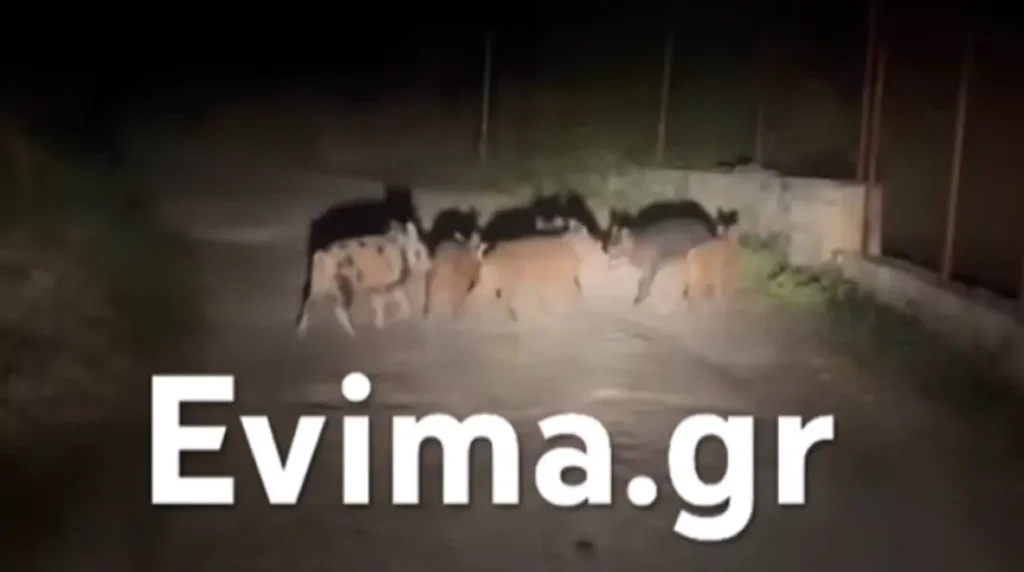 Αγριογούρουνα συνόδευαν διανομέα μέσα στη νύχτα στην Εύβοια