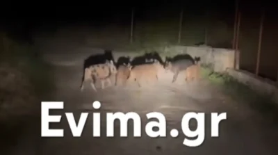 Αγριογούρουνα συνόδευαν διανομέα μέσα στη νύχτα στην Εύβοια