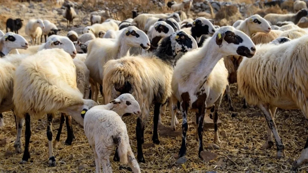 Εκσυγχρονίζεται ο πρωτογενής τομέας, νέο πιλοτικό σύστημα σήμανσης και ιχνηλάτησης αιγοπροβάτων με ηλεκτρονικούς ενδοστομαχικούς βώλους