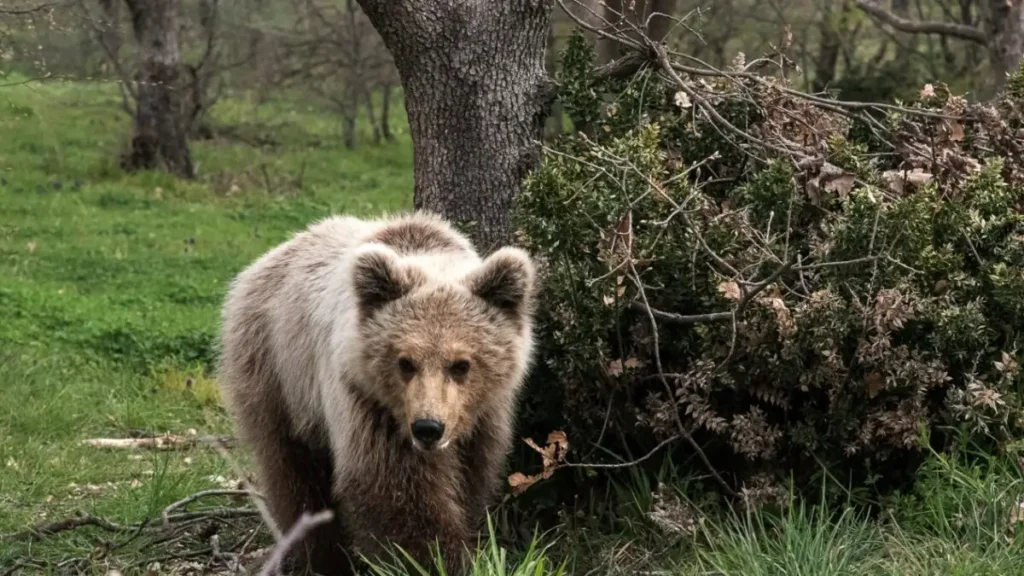 Κοζάνη: Νεκρό αρκουδάκι 2,5 ετών που το πυροβόλησαν στο κεφάλι