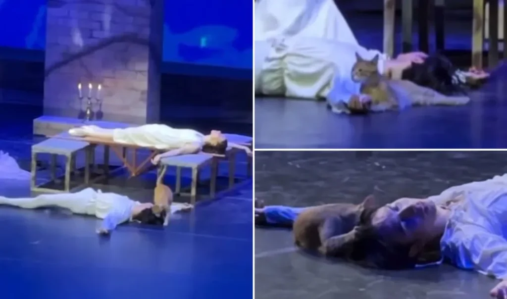 Viral “πρωταγωνιστής” ένα γατάκι στην πιο δραματική σκηνή της παράστασης “Ρωμαίου και Ιουλιέτας” – Έπαιζε με τα μαλλιά του “νεκρού” ηθοποιού και προκάλεσε χαμό (Βίντεο)