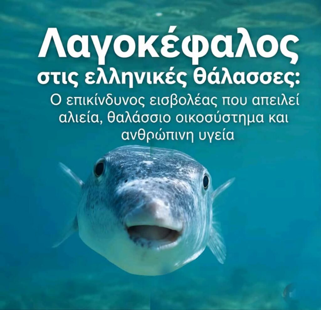 16 Χρόνια Μετά….Το Κυνήγι του Λαγοκέφαλου Επιστρέφει! 16 Χρόνια Μετά….Το Κυνήγι του Λαγοκέφαλου Επιστρέφει!