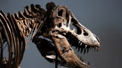 Ο «Γκας» ο T-Rex που έζησε πριν από 67 εκατομμύρια χρόνια, πουλήθηκε σήμερα για 50,1 εκατομμύρια δολάρια
