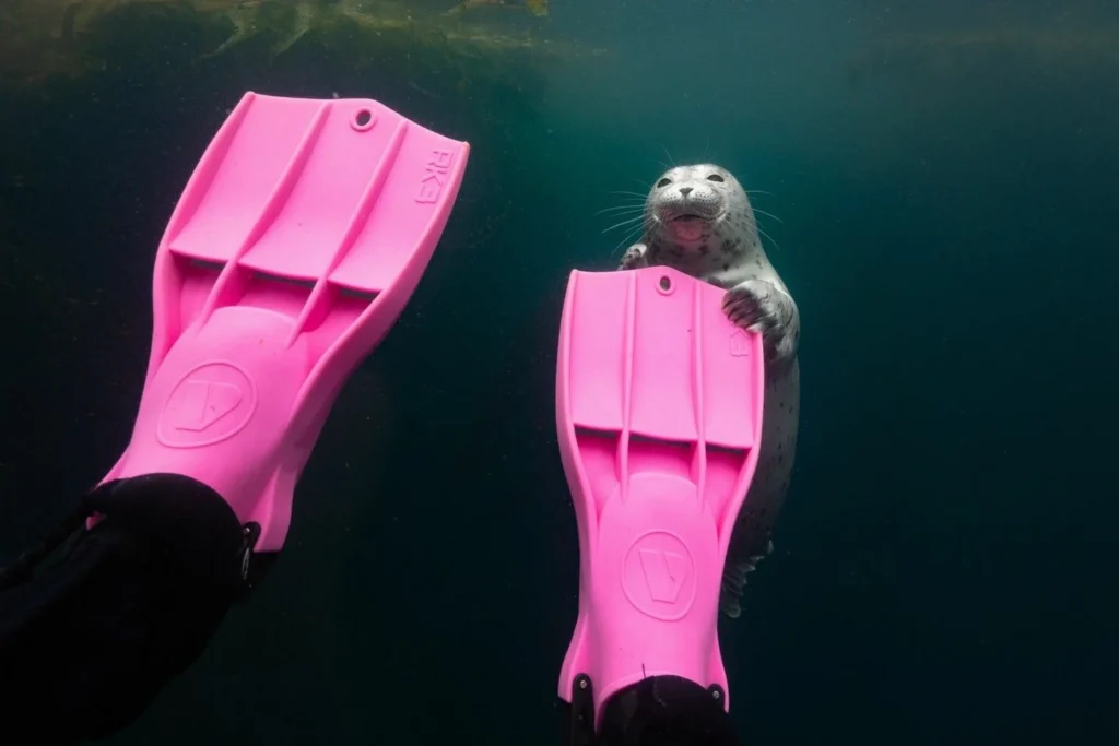 National Geographic: Η χαριτωμένη φώκια που «ανέβασε» στο Instagram και το μήνυμα πίσω από τη φωτογραφία National Geographic: Η χαριτωμένη φώκια που «ανέβασε» στο Instagram και το μήνυμα πίσω από τη φωτογραφία