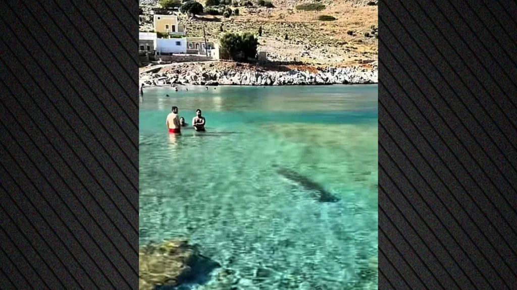 Φώκια εμφανίστηκε σε παραλία της Σύμης και κολύμπησε δίπλα στους λουόμενους, δείτε βίντεο Φώκια εμφανίστηκε σε παραλία της Σύμης και κολύμπησε δίπλα στους λουόμενους, δείτε βίντεο