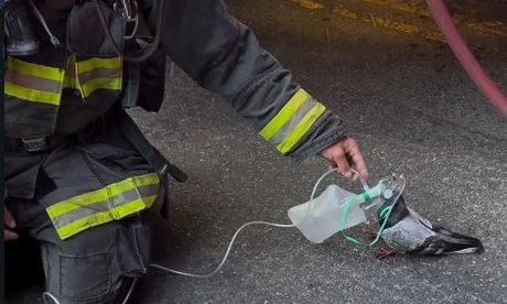 Συγκινητικό βίντεο με πάνω από 7 εκατ. προβολές – Πυροσβέστες σώζουν περιστέρι με μάσκα οξυγόνου Συγκινητικό βίντεο με πάνω από 7 εκατ. προβολές – Πυροσβέστες σώζουν περιστέρι με μάσκα οξυγόνου