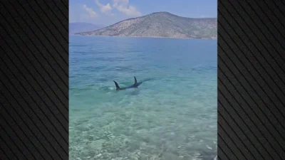 Τεράστιο ψάρι εμφανίστηκε στα ρηχά παραλίας στην Ψάθα, δείτε βίντεο